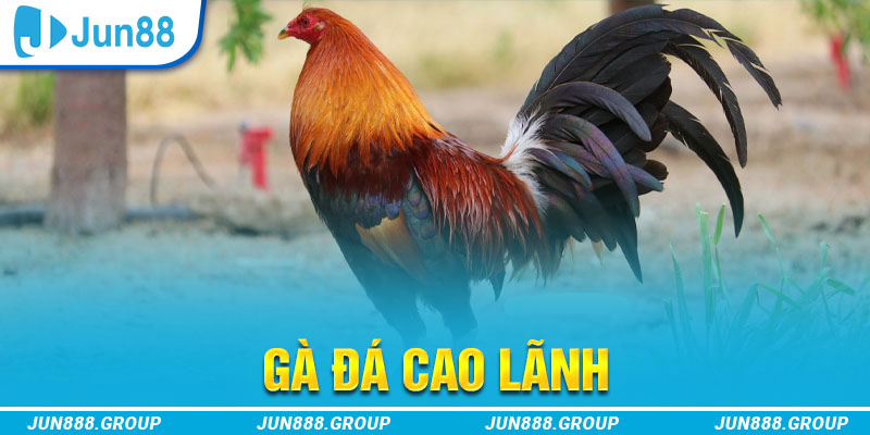 gà chọi cu cần