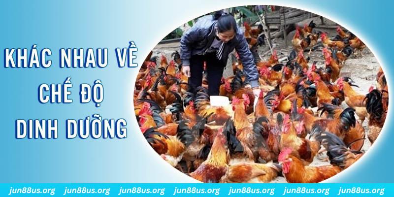 w88 link xổ số miền bắc hàng tuần