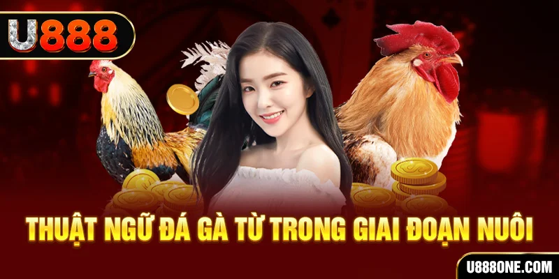 đăng nhập mậu binh dễ thắng
