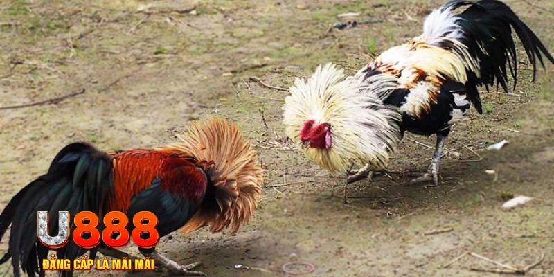 w88 link đăng nhập sòng bạc trực tiếp